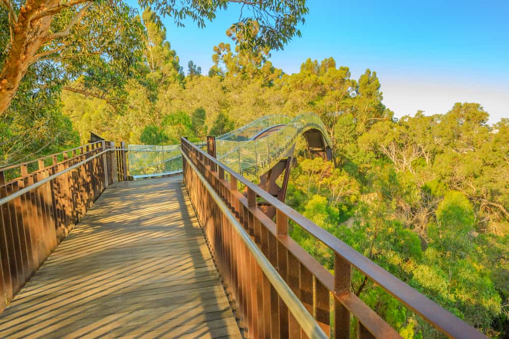 Lotterywest Federation Walkway Kings Park, Perth WA